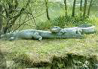 Chinese Aligator