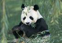 Giant Panda