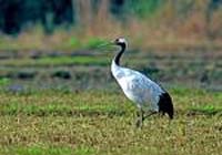 Red-Crowned Crane