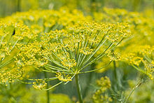 Fennel